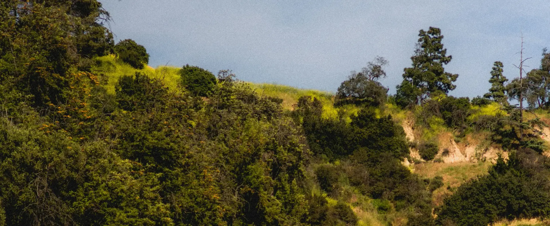 Sunlit Los Angeles hillside of trees and native vegetation